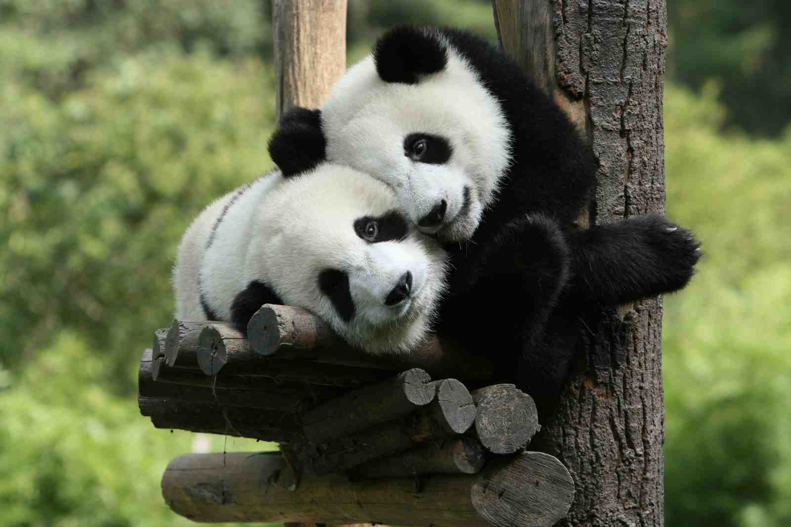 Adorable Panda Hugs Wall Art