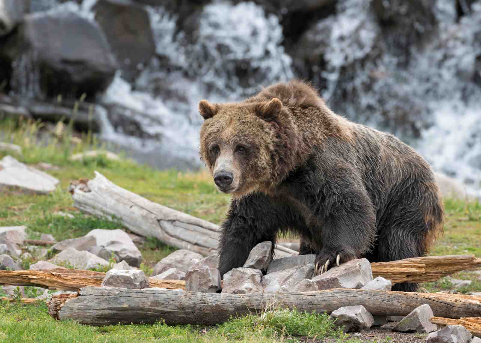 Majestic Grizzly Bear Waterfall Wall Art