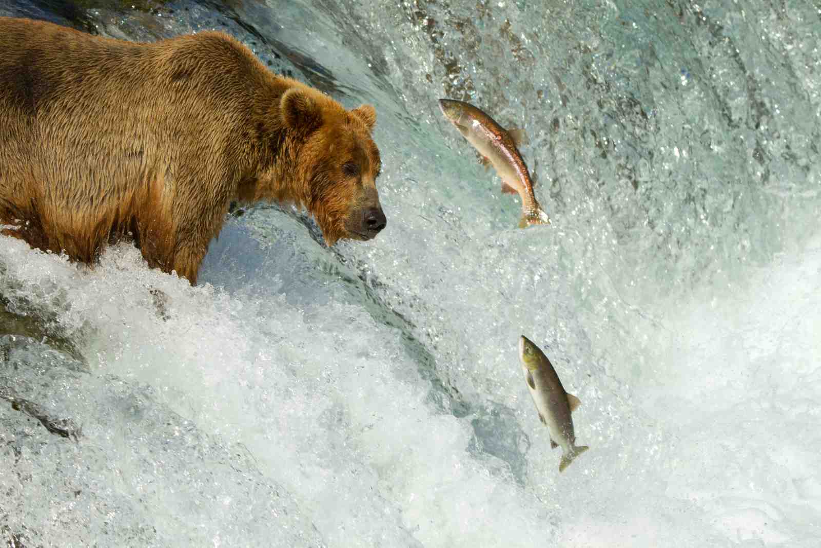 Majestic Bear Hunting Salmon Wall Art