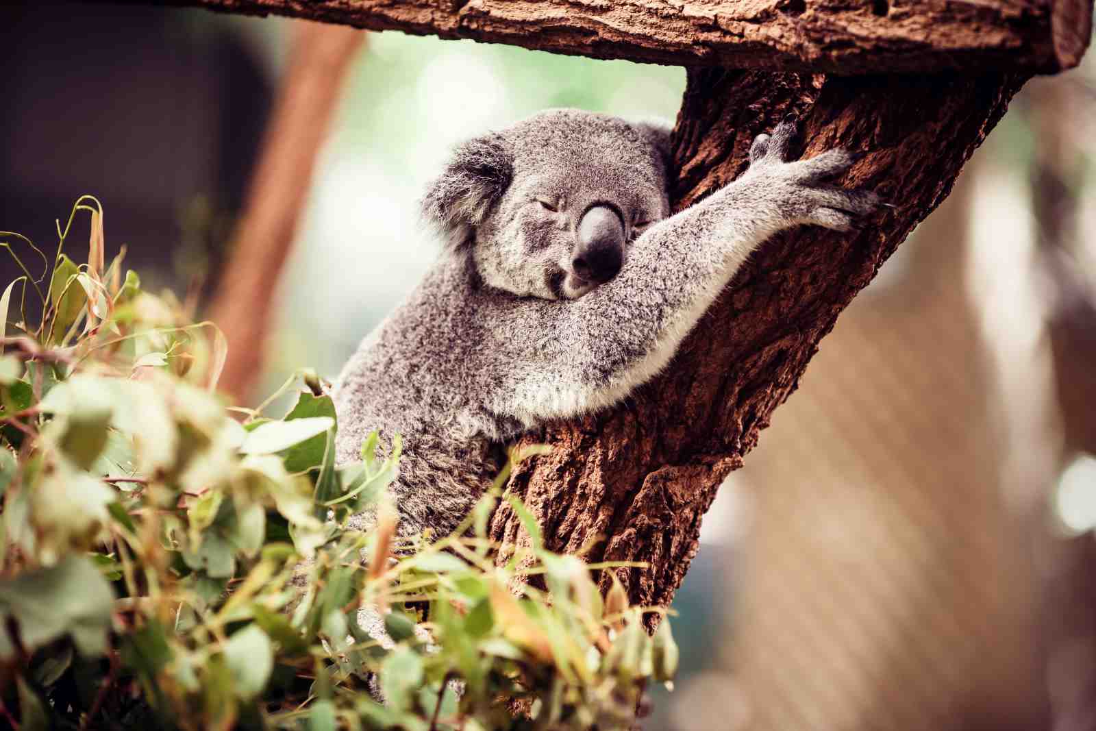 Peaceful Koala Hugging Tree Wall Art