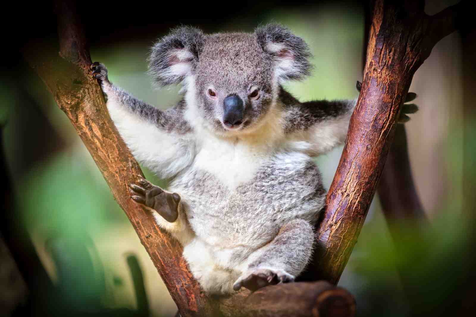 Adorable Koala on Tree Branch Wall Art