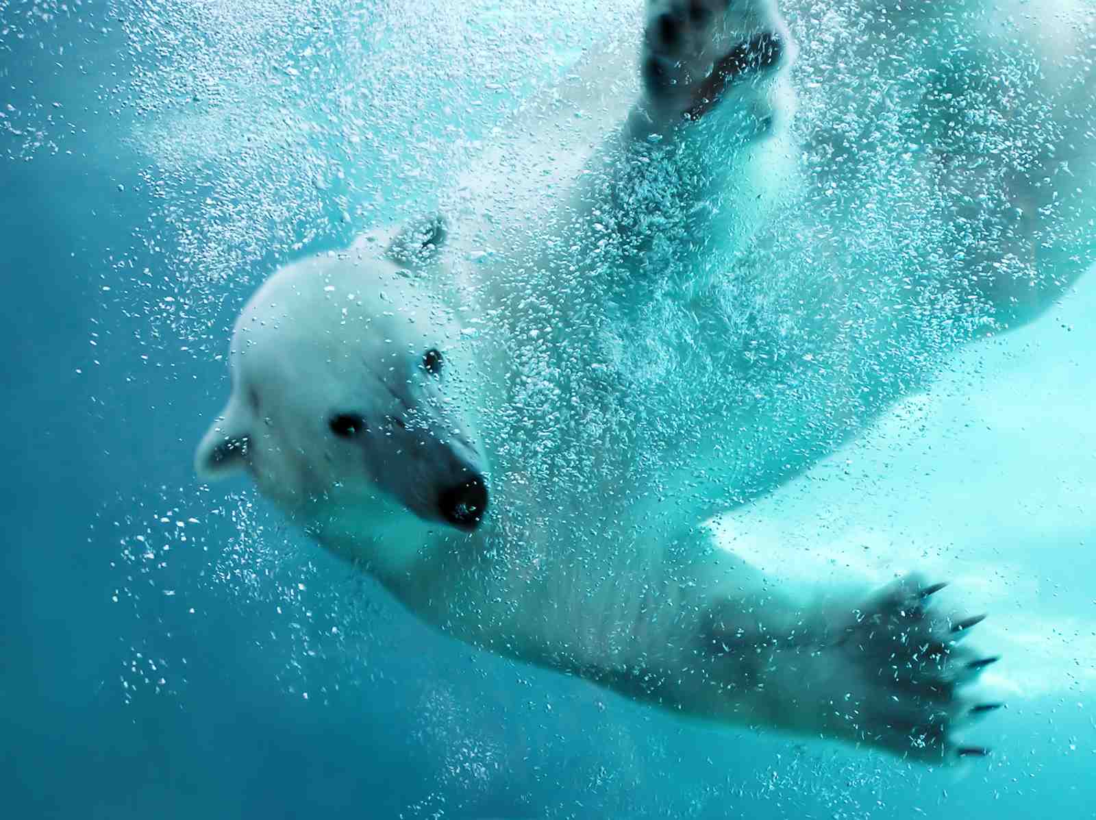 Majestic Polar Bear Underwater Arctic Adventure Wall Art