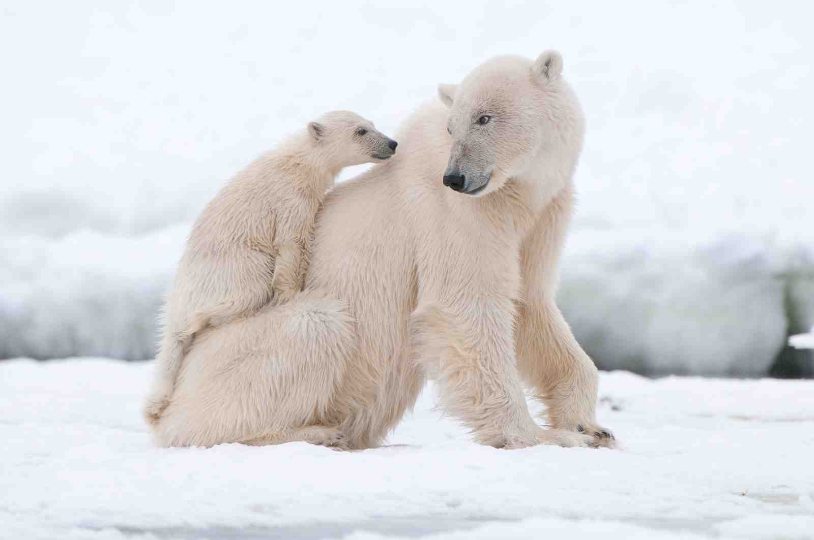 Polar Bear Cub & Mother Arctic Wall Art
