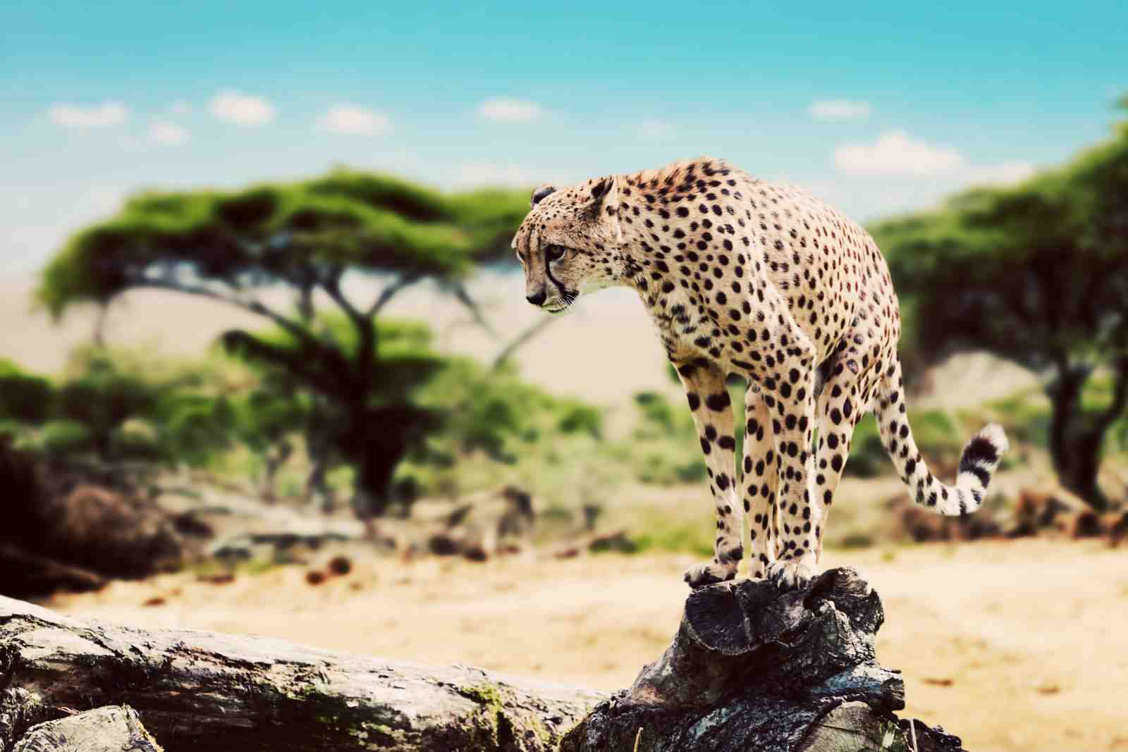 Majestic Cheetah Safari Wall Art