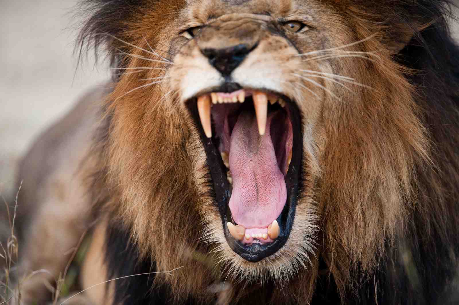 Roaring Lion King of the Jungle Wall Art