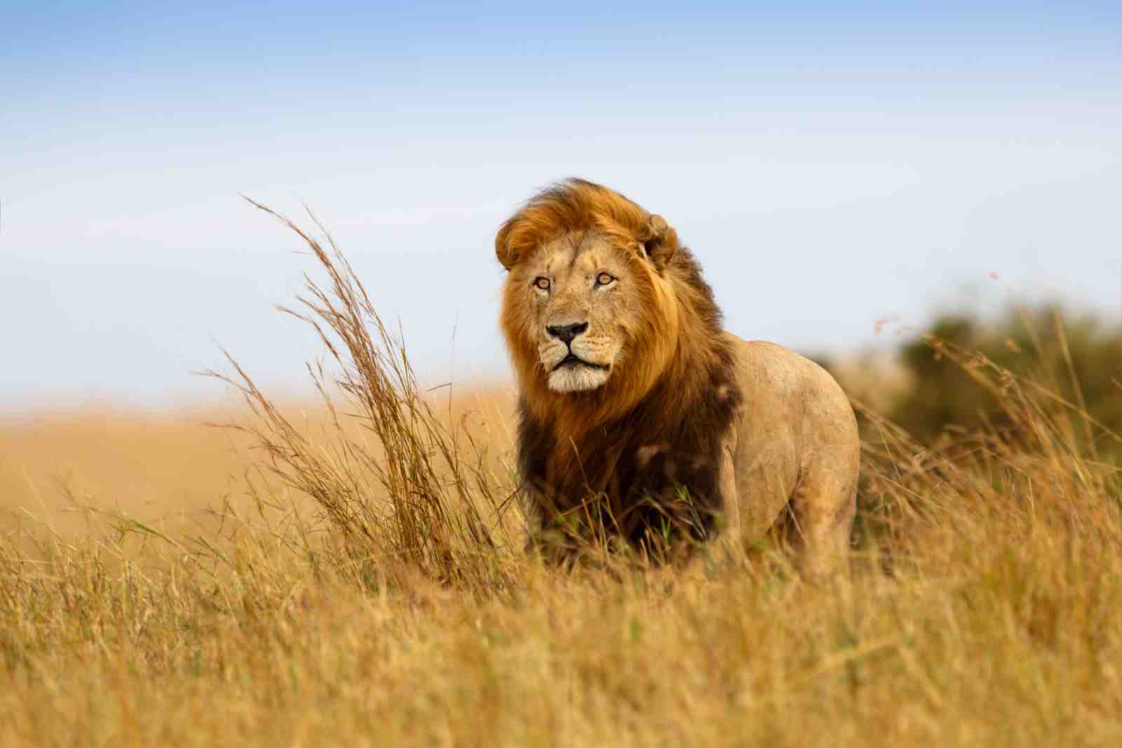 Majestic Lion Safari Wall Art Wall Art