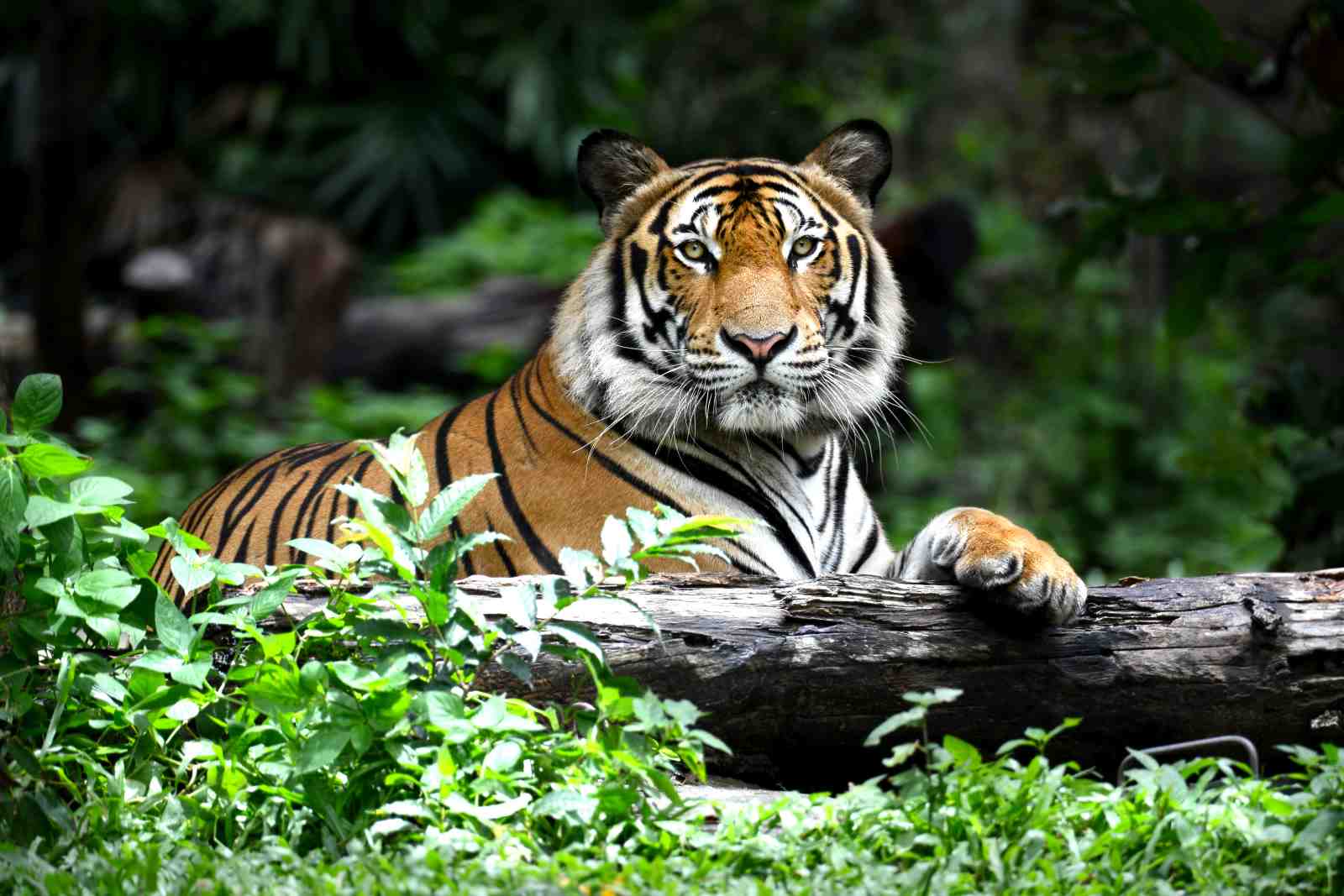 Majestic Tiger Gaze Wildlife Wall Art