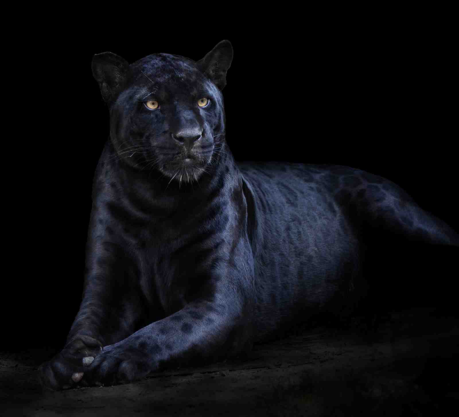 Majestic Black Panther Portrait Wall Art