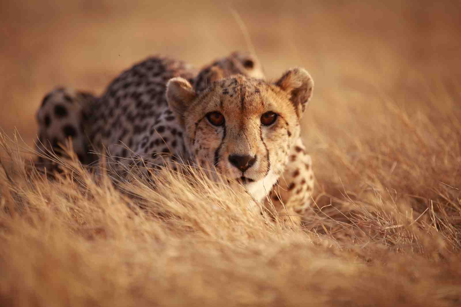 Majestic Cheetah in Golden Grass Wall Art