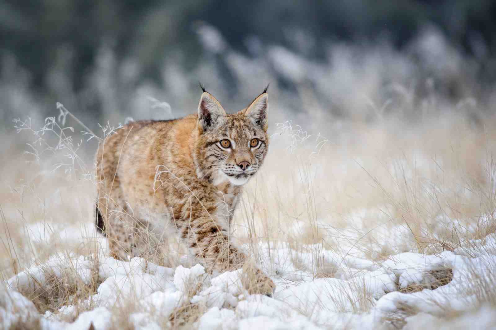 Majestic Lynx in Snow Wall Art