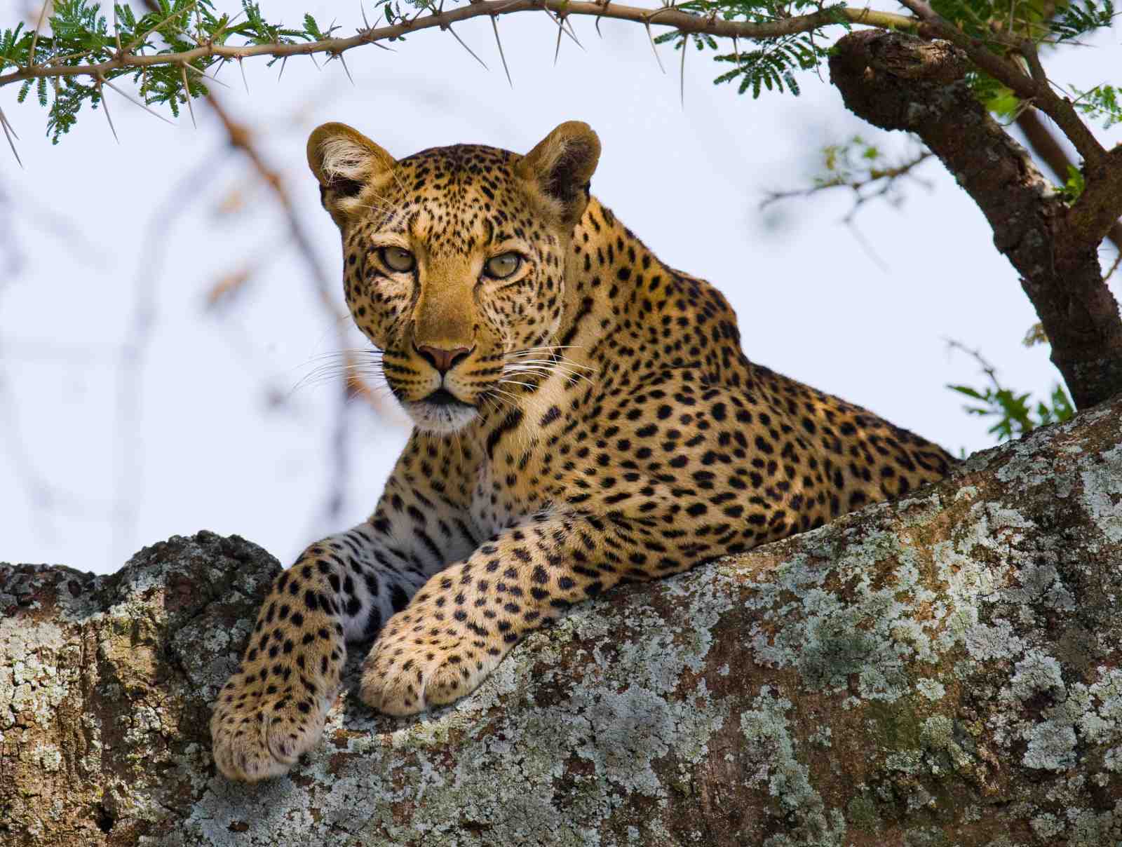 Majestic Leopard in Tree Wall Art