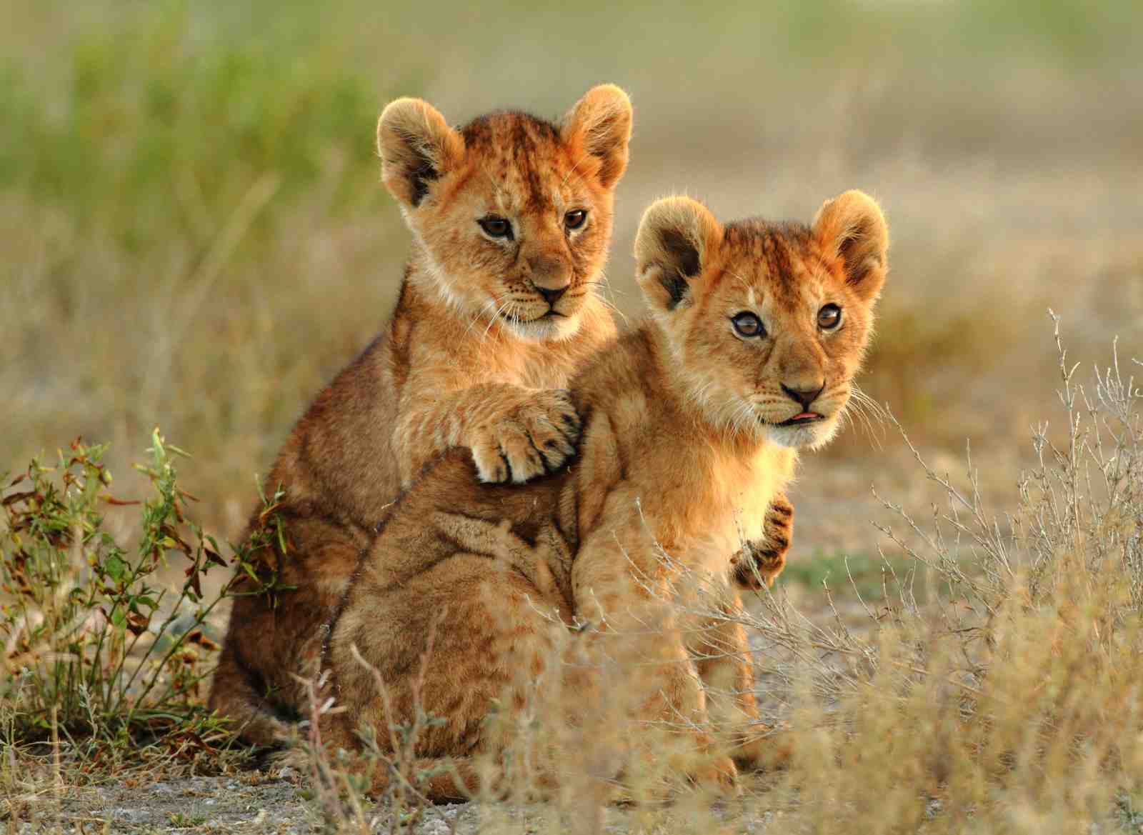 Adorable Lion Cubs Playful Duo Wall Art