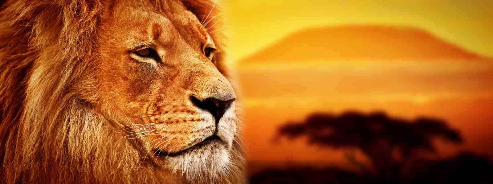 Majestic Lion Safari Sunset Wall Art