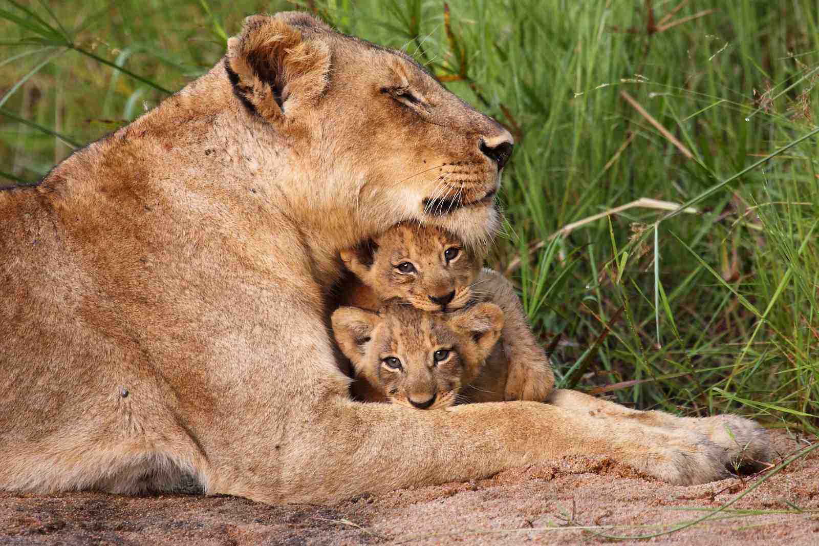 Majestic Lioness & Cubs Serene Moment Wall Art