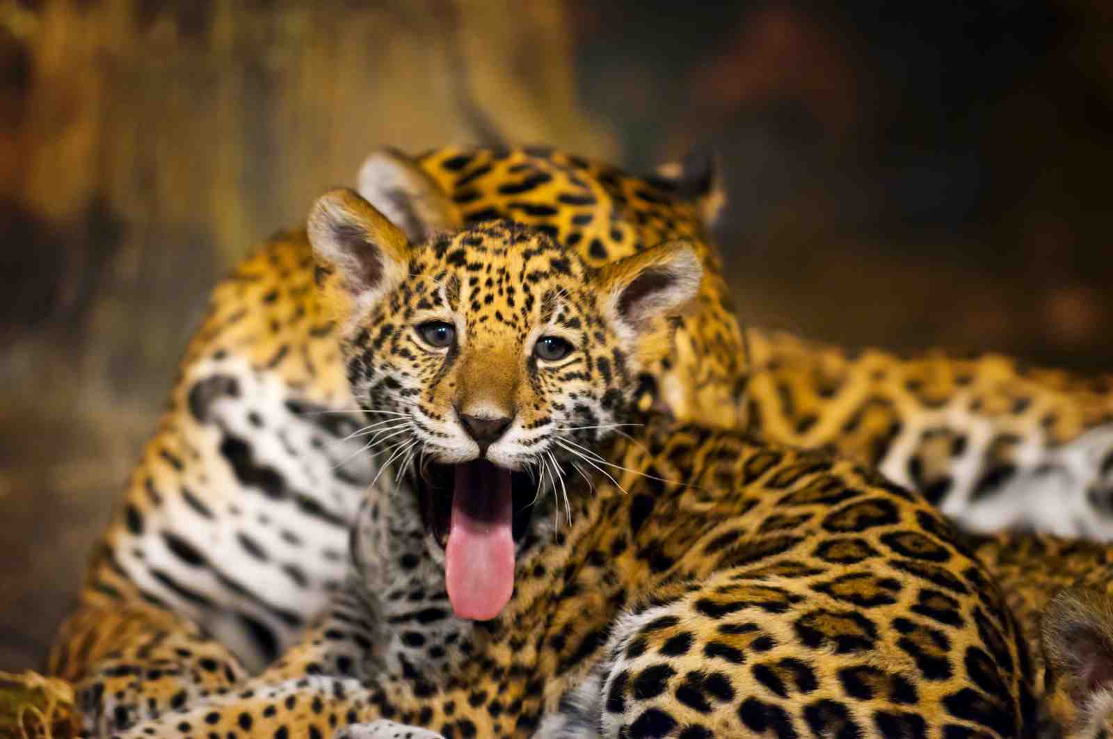 Adorable Jaguar Cub Yawning Wall Art
