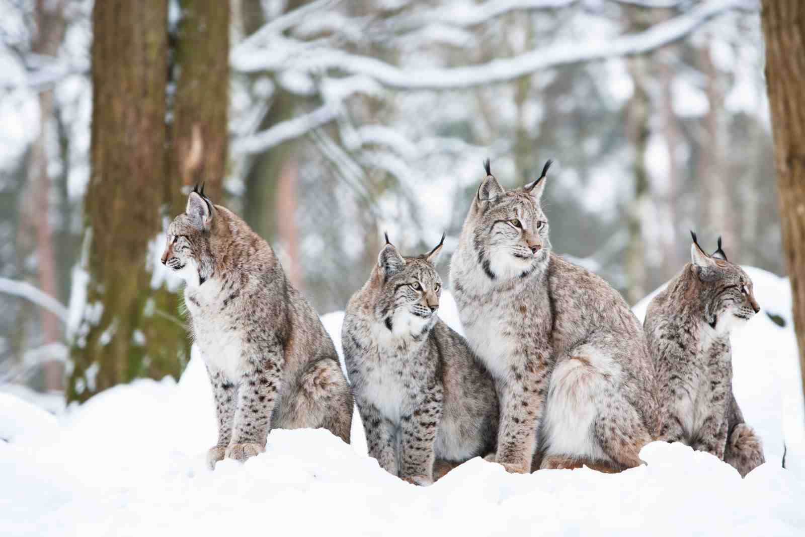 Majestic Lynx Family in Snow Wall Art