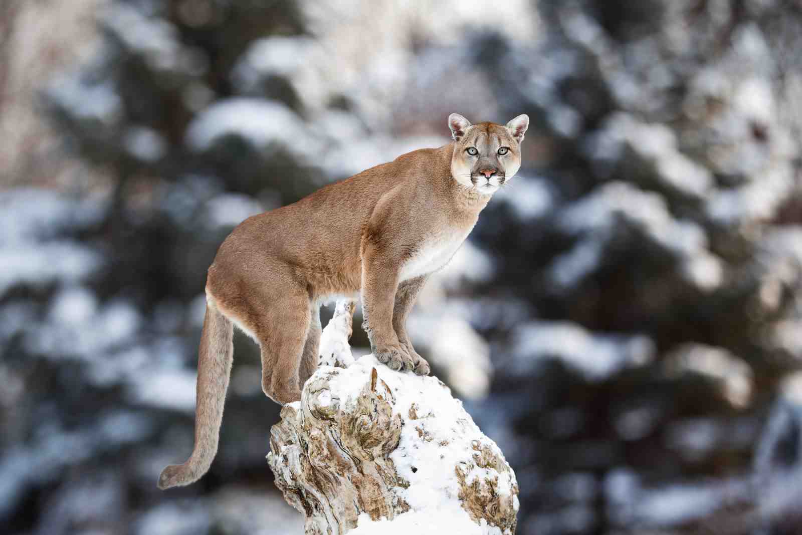 Majestic Mountain Lion Snow Wall Art