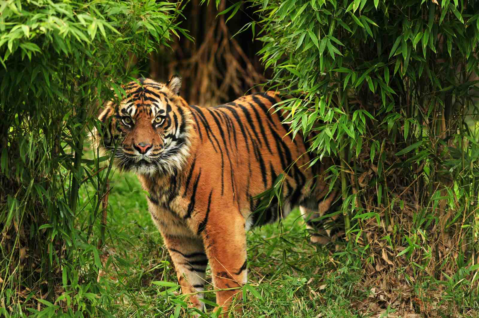 Majestic Tiger in Bamboo Forest Wall Art