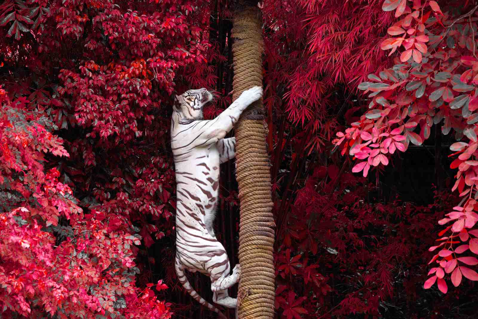 Majestic White Tiger Climbing Red Jungle Wall Art