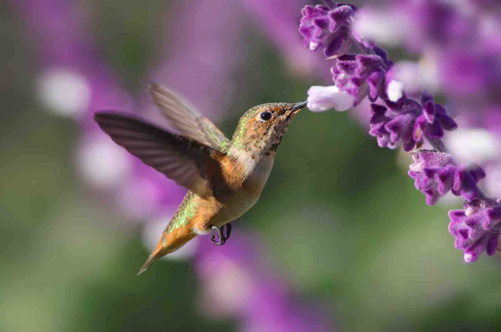 Hummingbird & Lavender Bloom Wall Art
