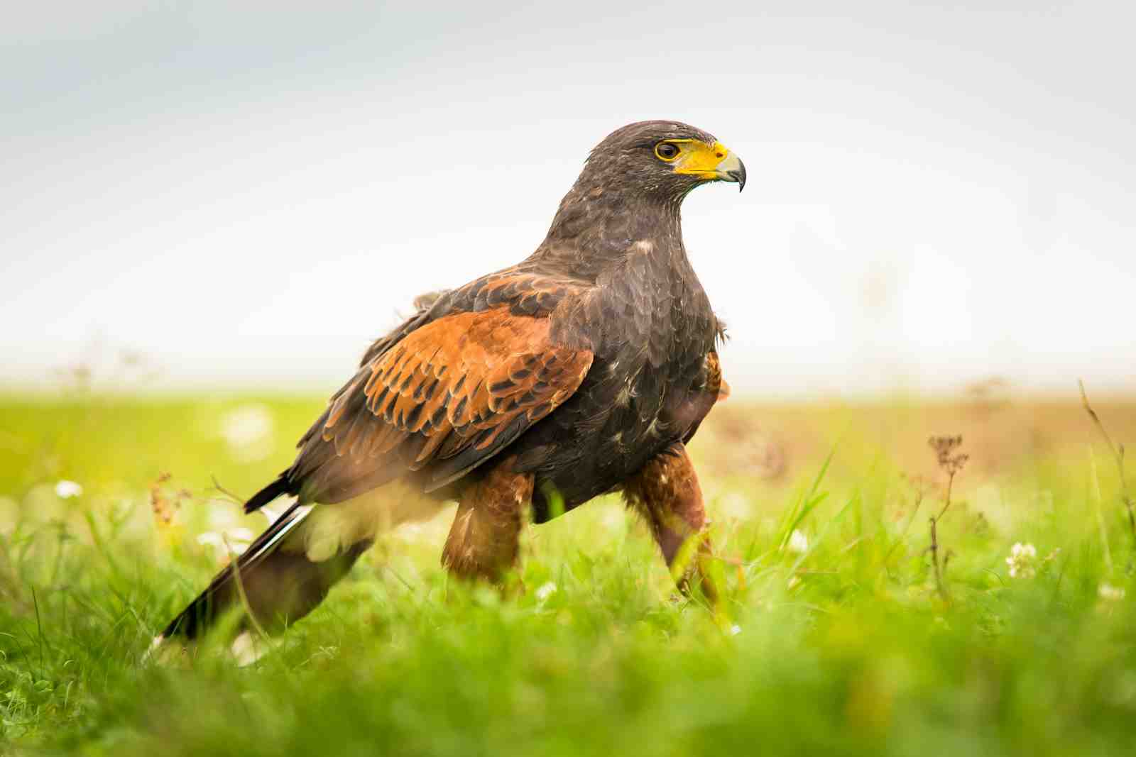 Majestic Hawk in Meadow Wall Art