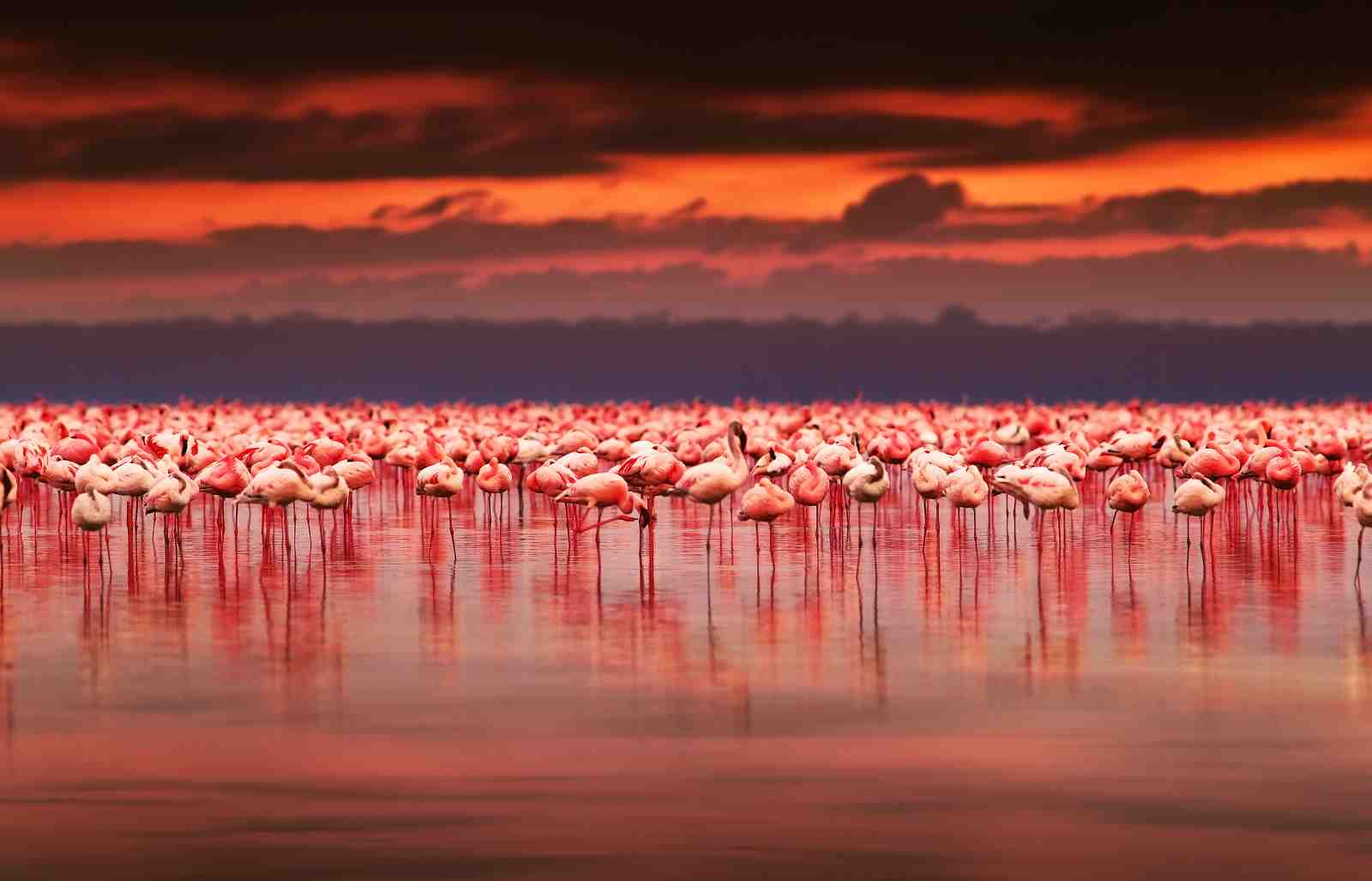Flamingo Paradise Sunset Wall Art