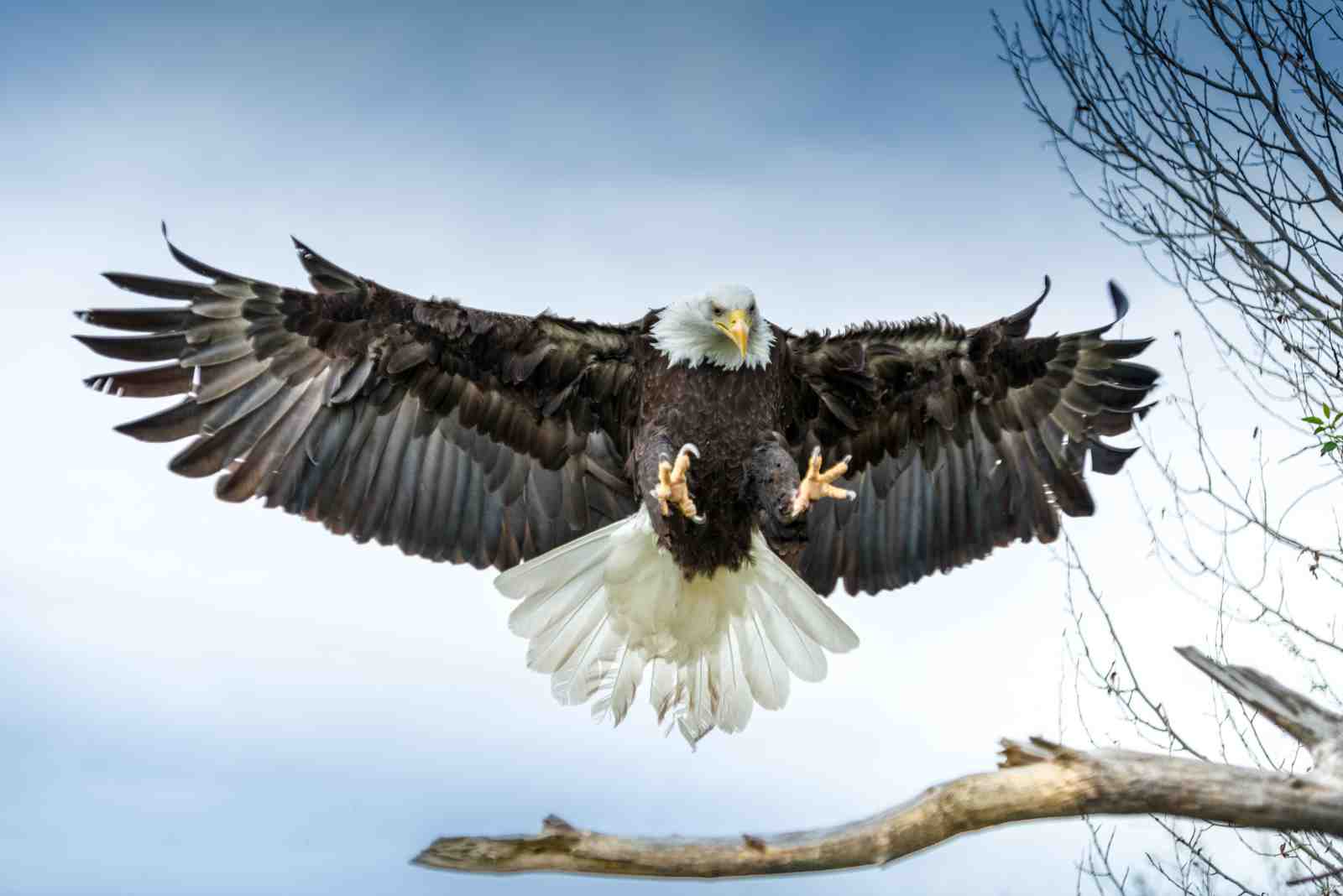 Majestic Eagle Soaring Wall Art Wall Art