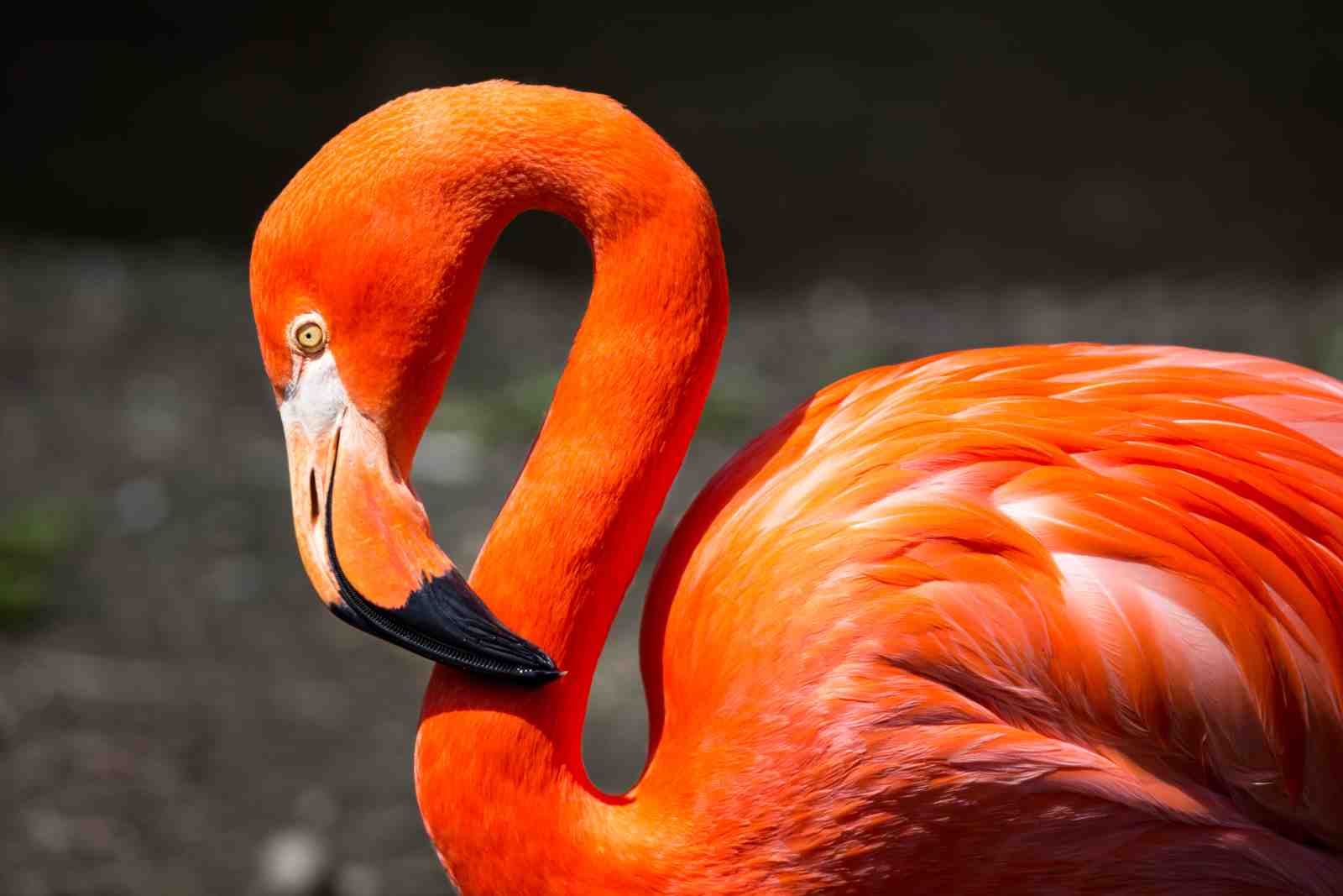 Vibrant Flamingo Close-Up Wall Art
