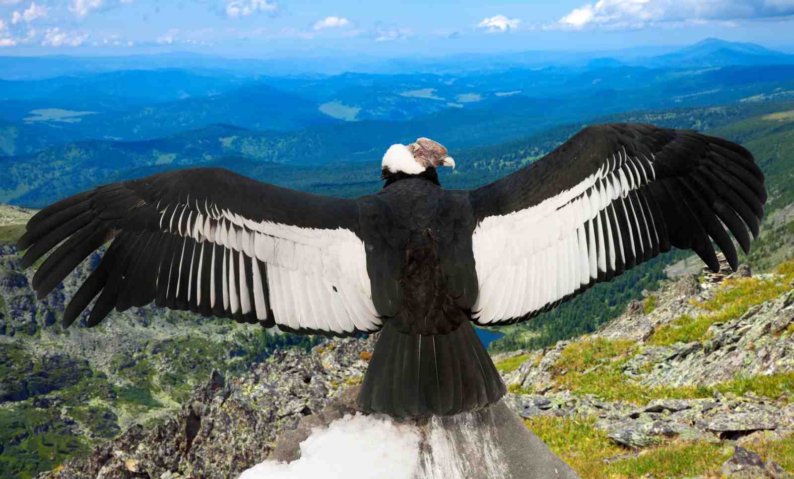 Majestic Andean Condor Wingspan Wall Art