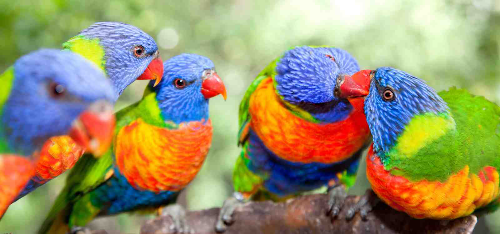 Rainbow Lorikeet Flock Vivid Colors Wall Art