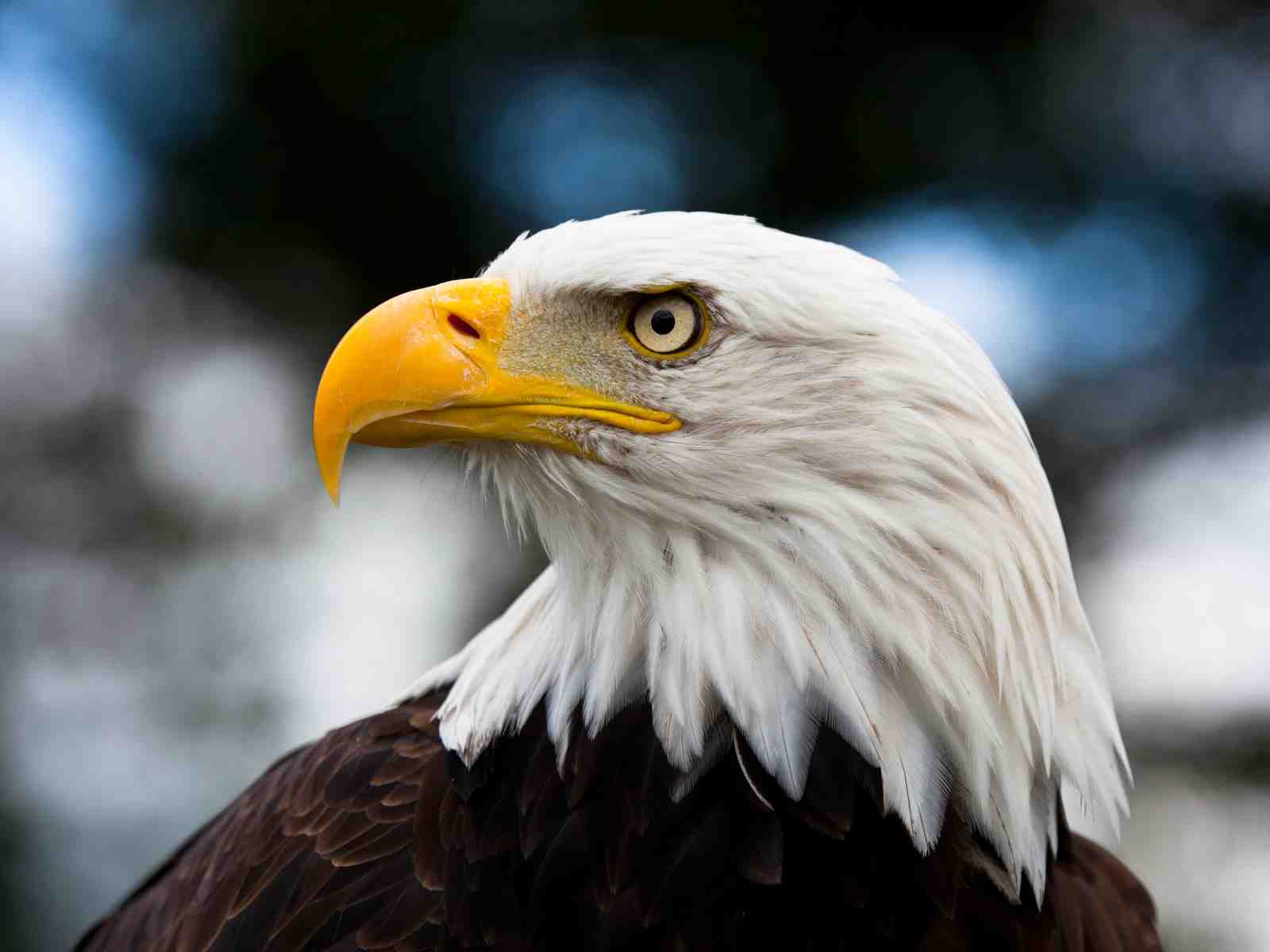 Majestic Bald Eagle Portrait Wall Art
