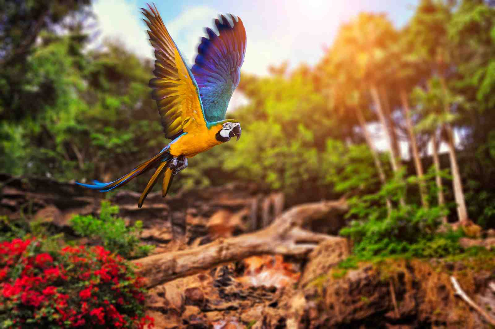 Vibrant Macaw Flight Wall Art