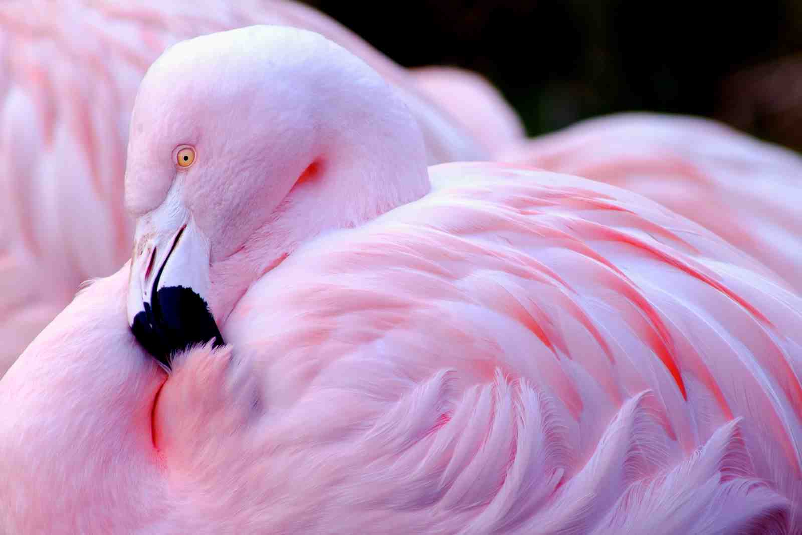 Serene Pink Flamingo Feather Detail Wall Art