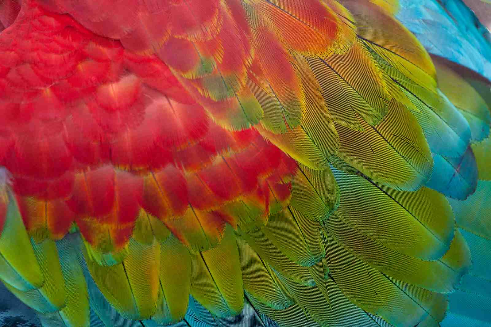 Vibrant Macaw Feathers Wall Art