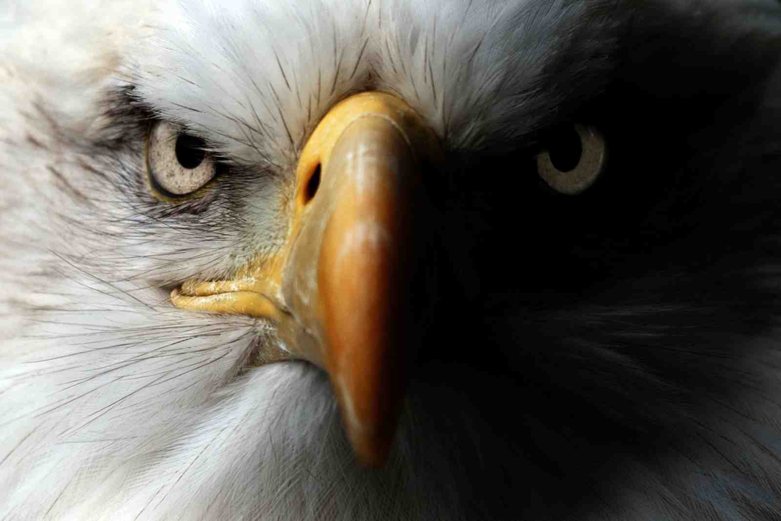 Majestic Eagle Close-Up Wall Art | Wildlife Art