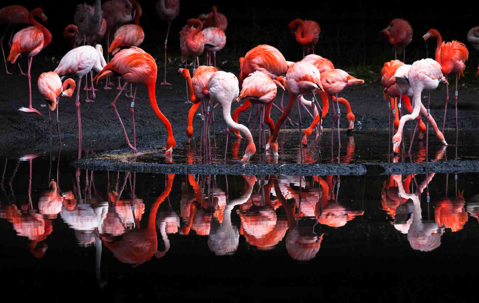 Vibrant Flamingo Flock Sunset Wall Art