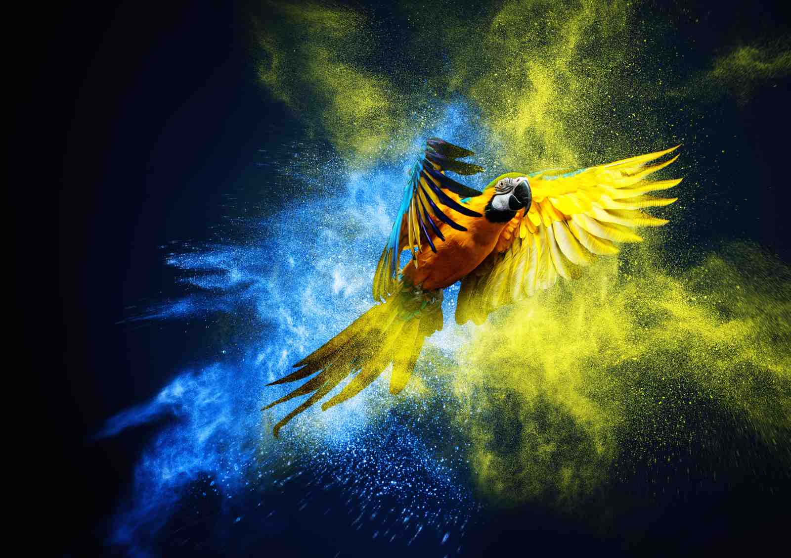 Vibrant Macaw Flight Yellow Blue Splash Wall Art