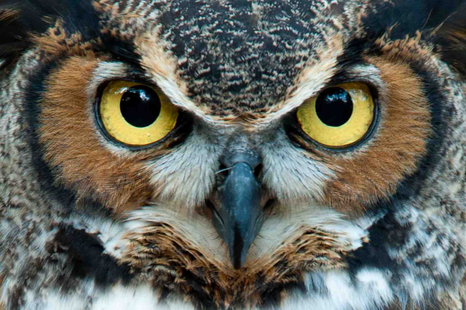 Majestic Owl Eyes Wildlife Wall Art
