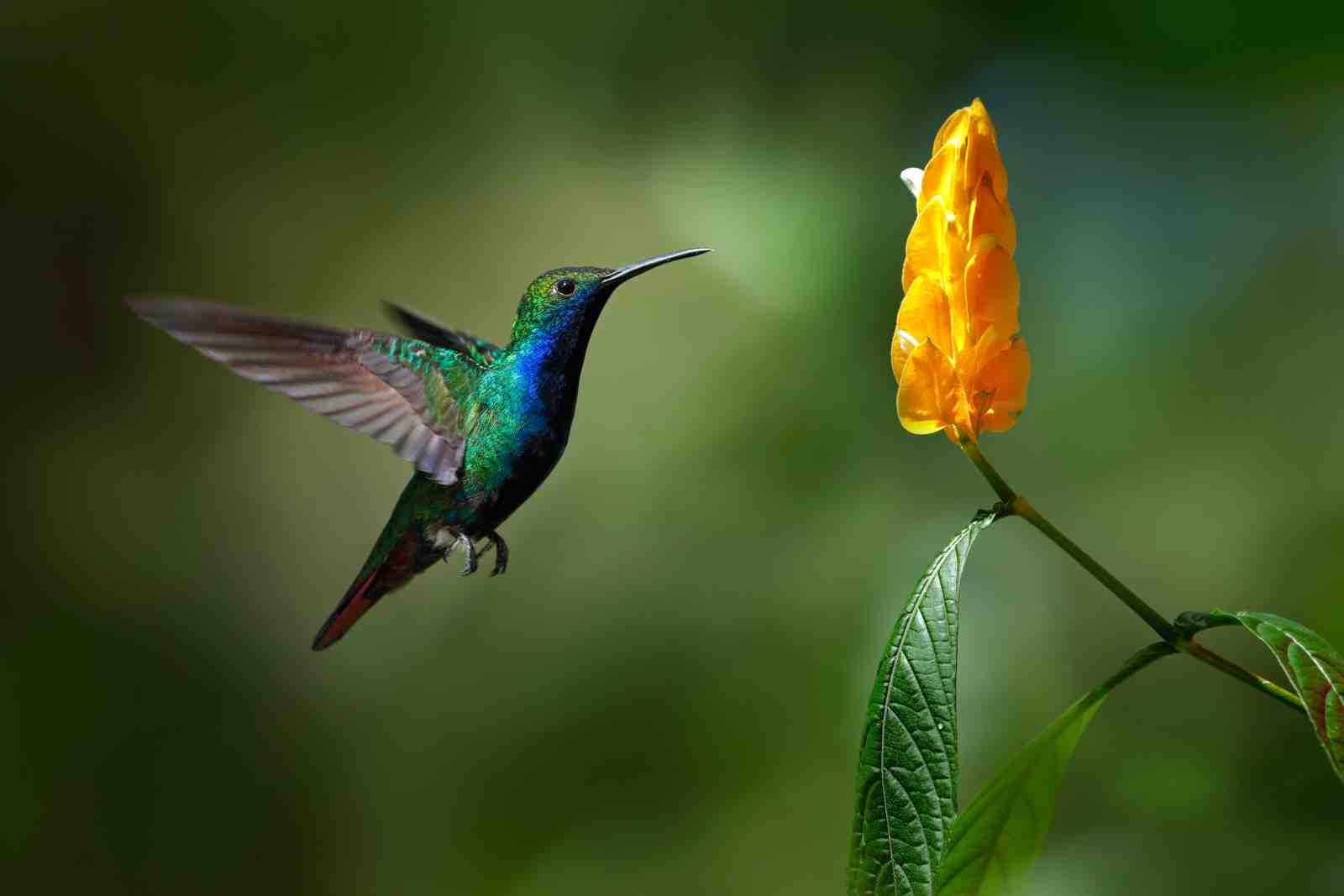 Vibrant Hummingbird & Yellow Flower Wall Art