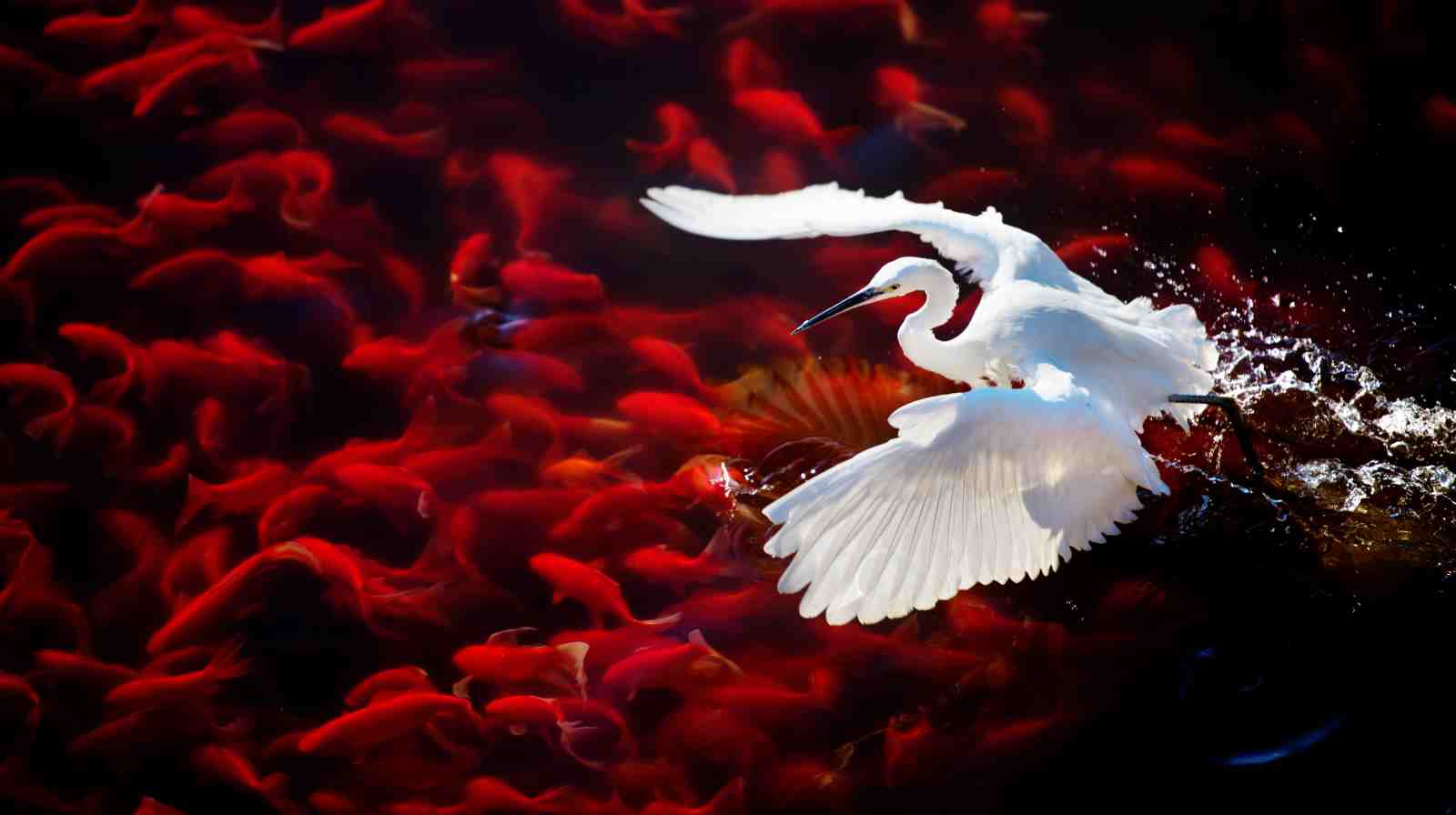 Graceful Egret & Koi Pond Wall Art - Serene Nature Art