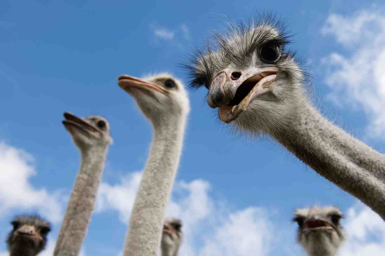 Quirky Ostrich Flock Wall Art