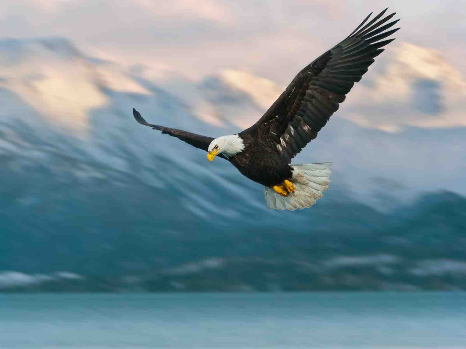 Majestic Eagle Soaring Over Mountains Wall Art