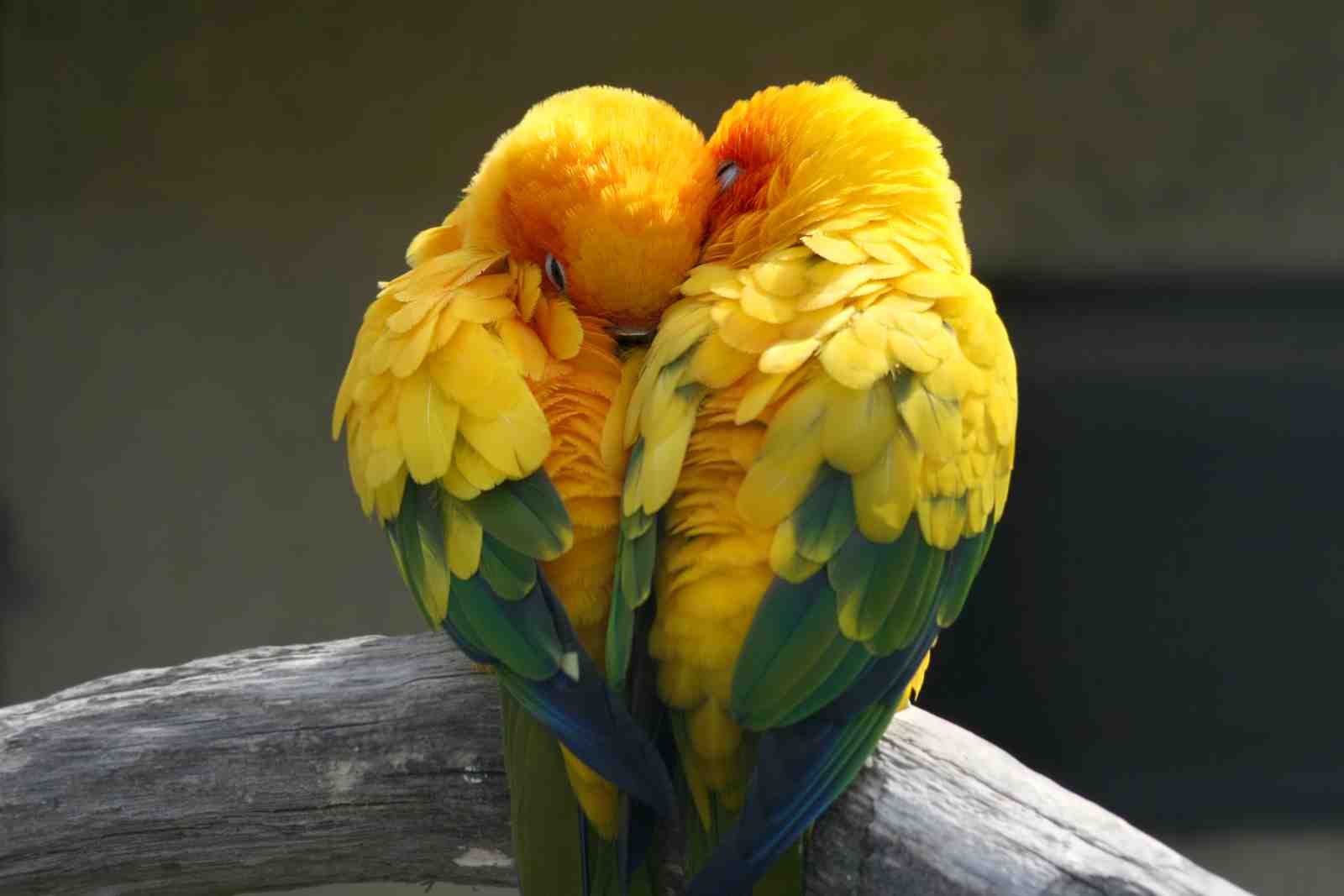 Sun Conures Embrace Wall Art