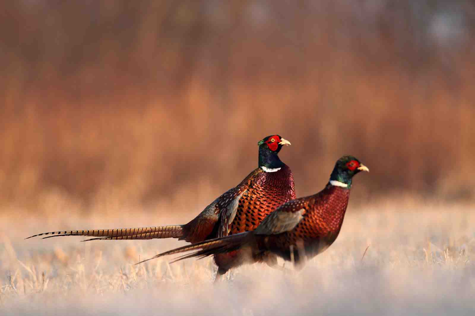 Majestic Pheasants in Golden Fields Wall Art