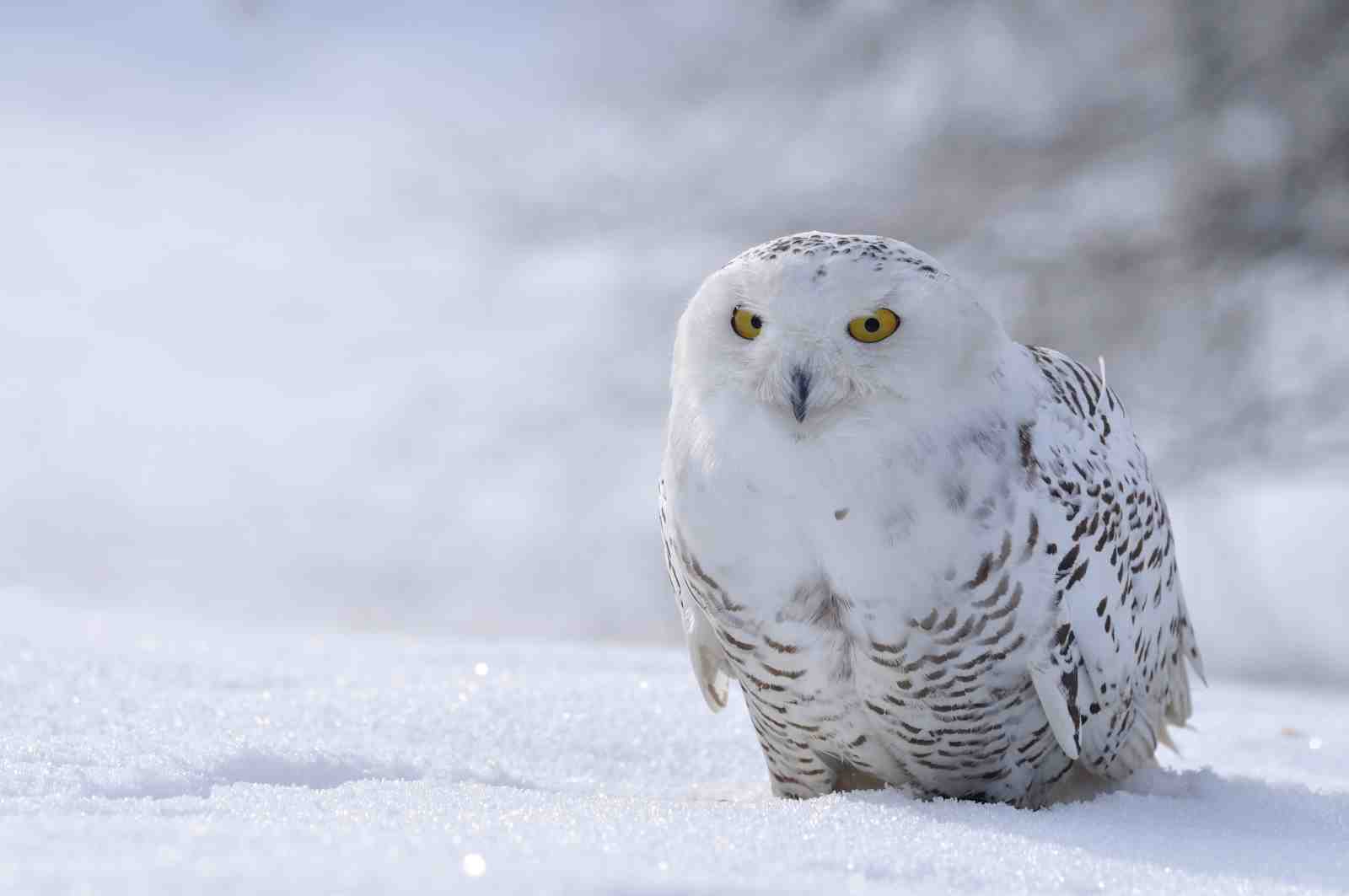 Majestic Snowy Owl in Winter Forest Wall Art