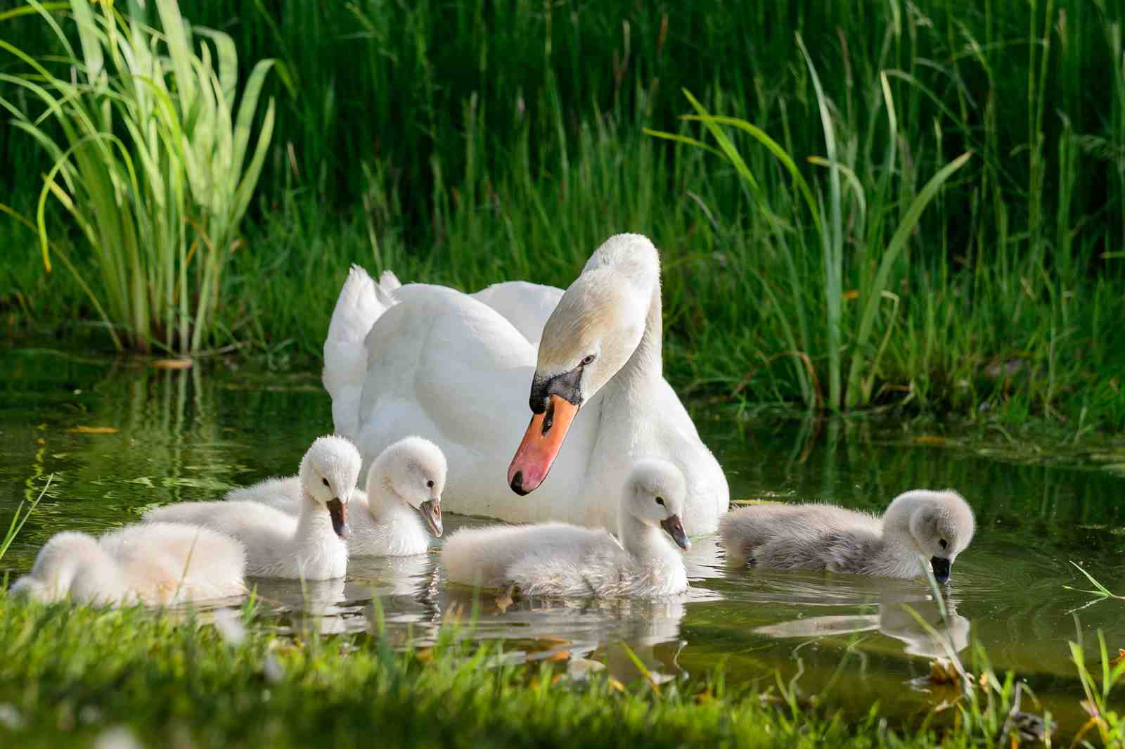 Graceful Swan Family Nature Wall Art