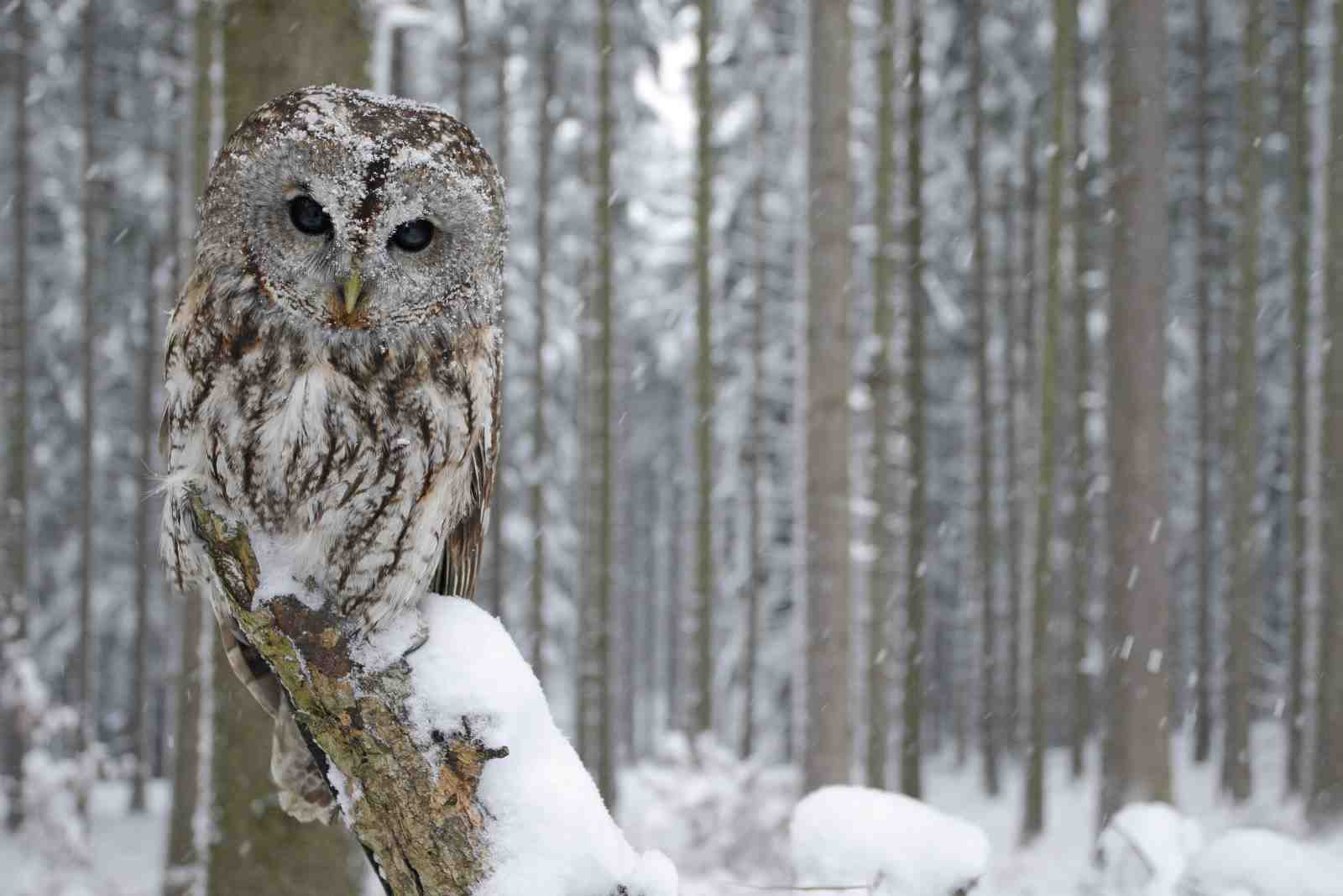 Snowy Forest Owl Wisdom Wall Art