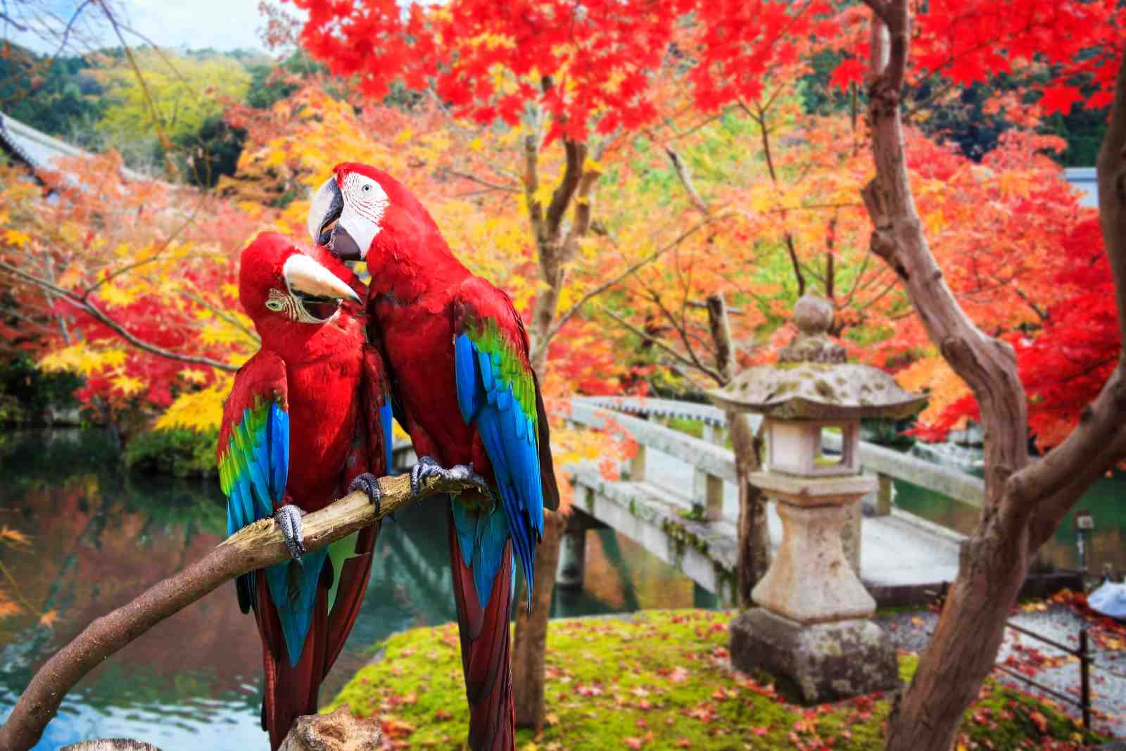 Vibrant Macaws in Autumn Garden Wall Art