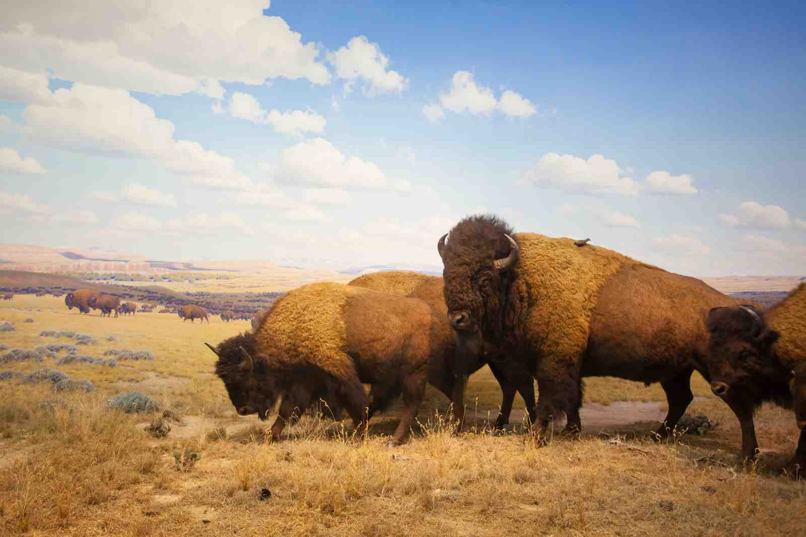 Majestic Bison Herd Plains Wall Art