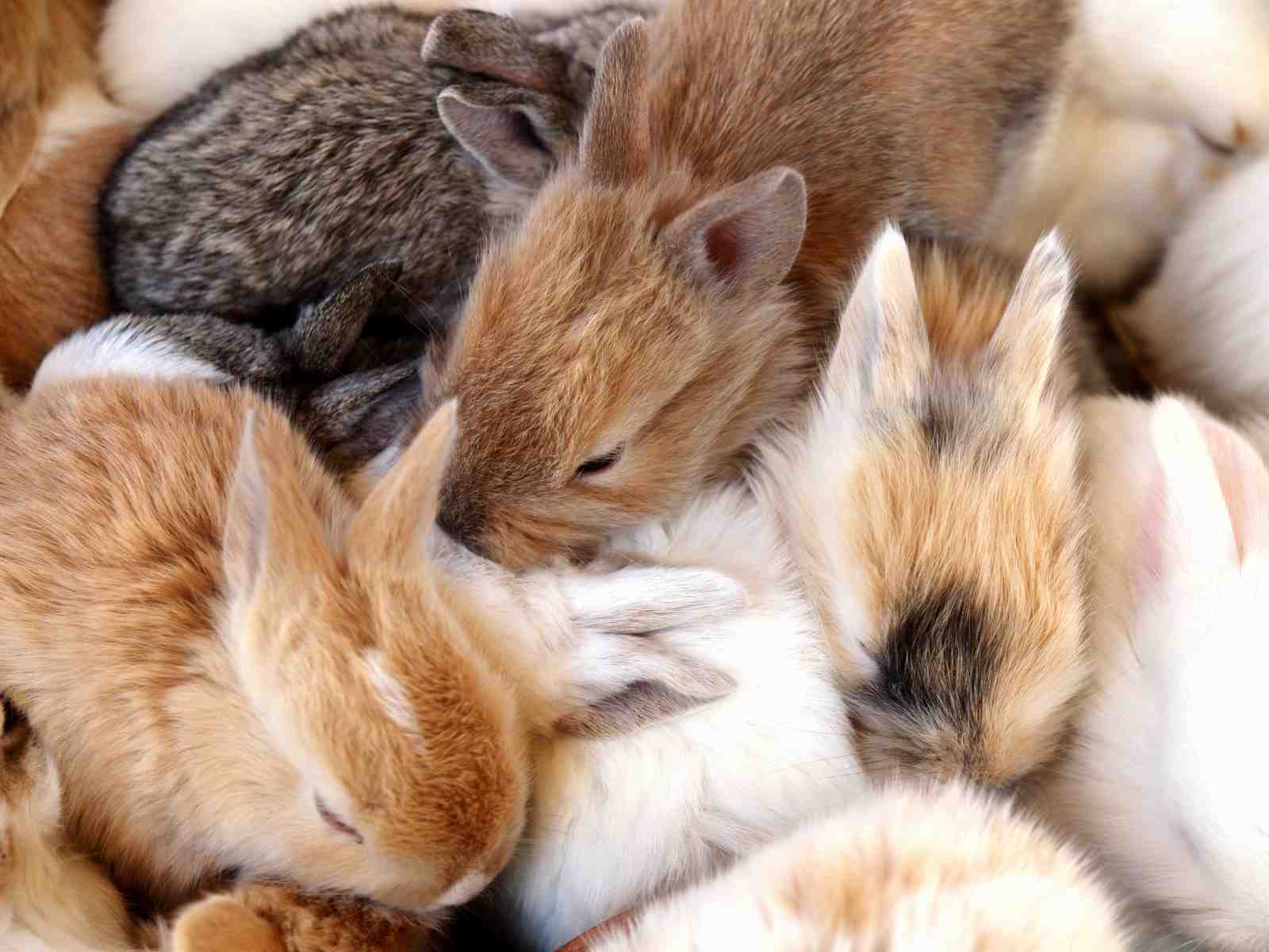 Adorable Baby Bunnies Hugging Wall Art